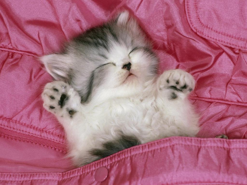 小猫睡在粉红色的床上