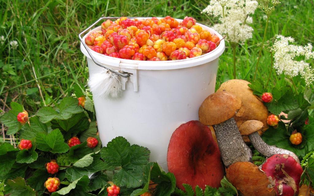 秋天收获的浆果和蘑菇