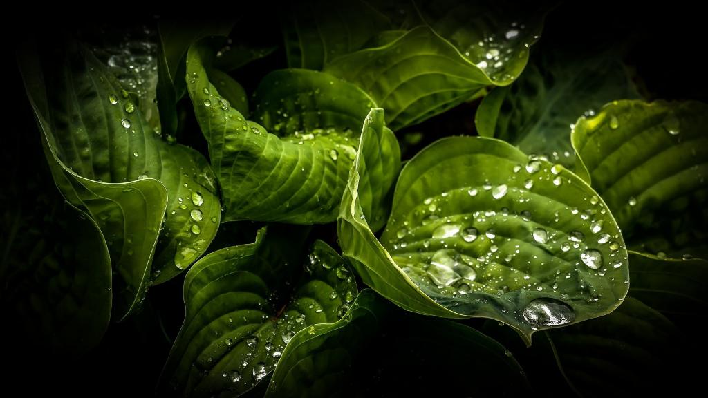 湿绿色的植物叶子