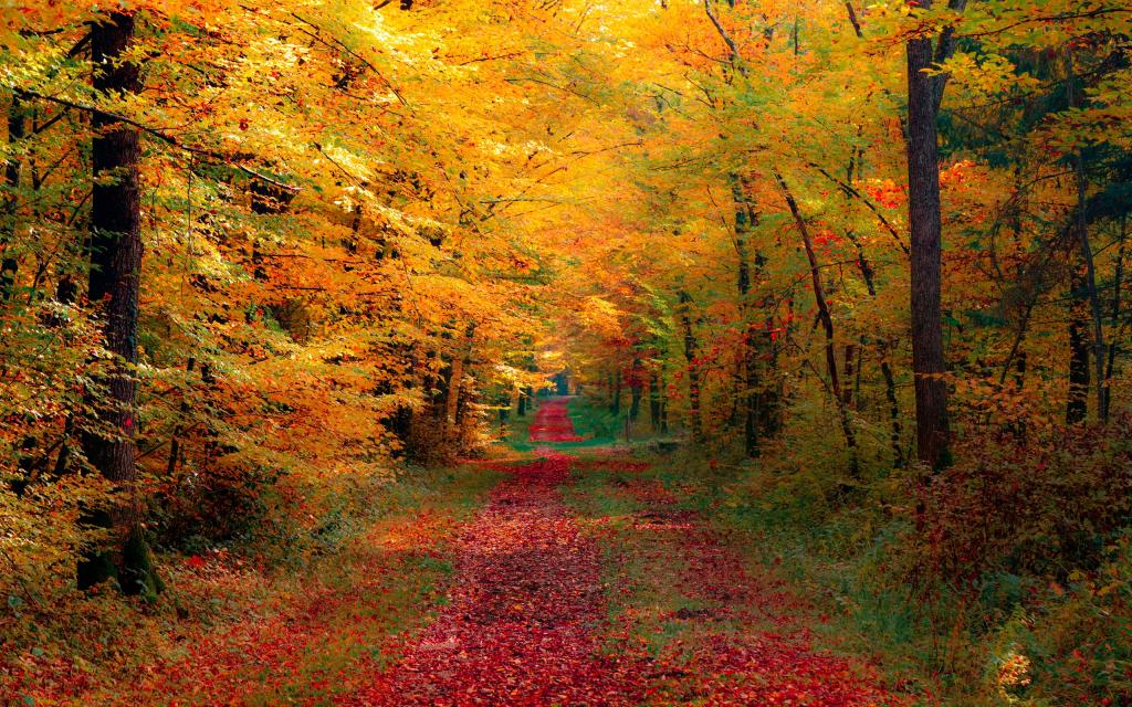 秋天的红色路