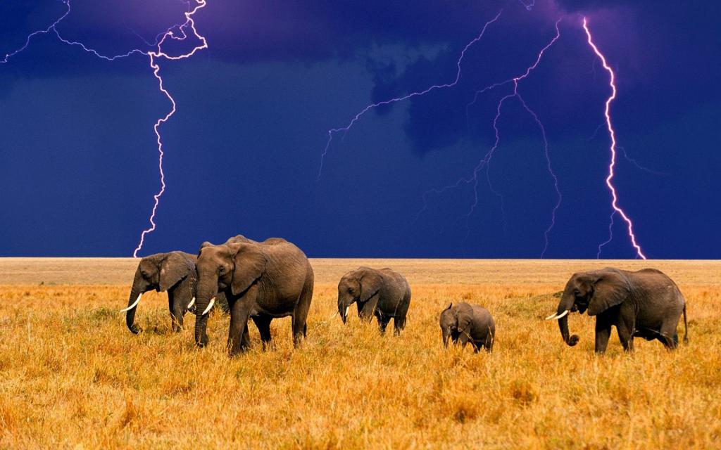 在雷暴背景的大象群
