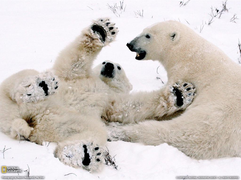 白熊和妈妈一起玩