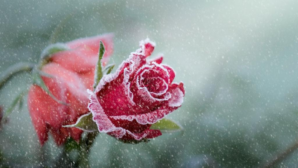 两片红玫瑰覆盖着白霜