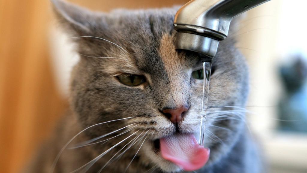 猫喝自来水