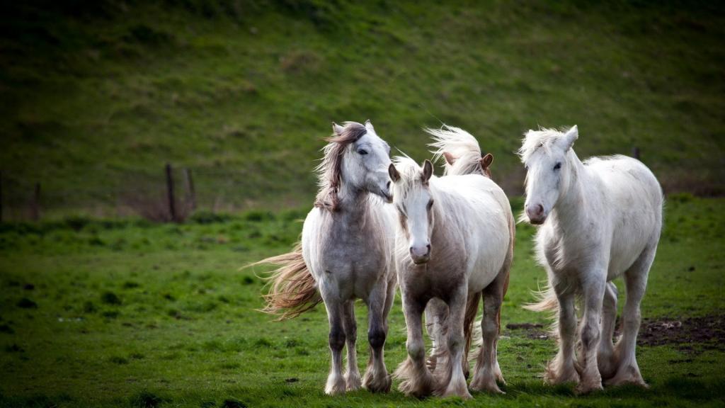 三匹白马
