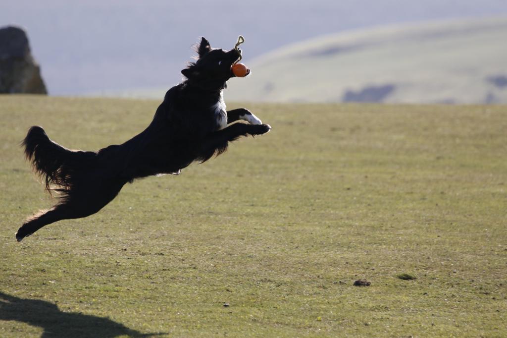 边境牧羊犬跳跃