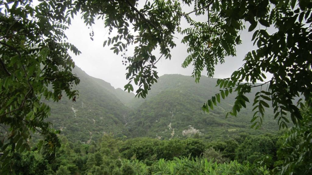 海地的热带森林