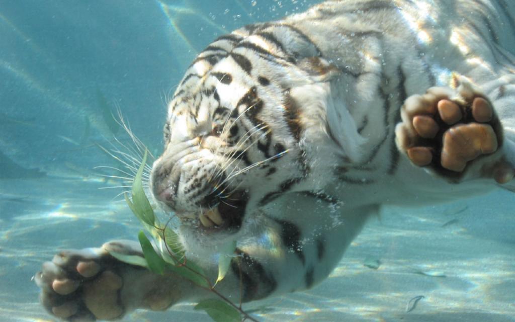 老虎在水下