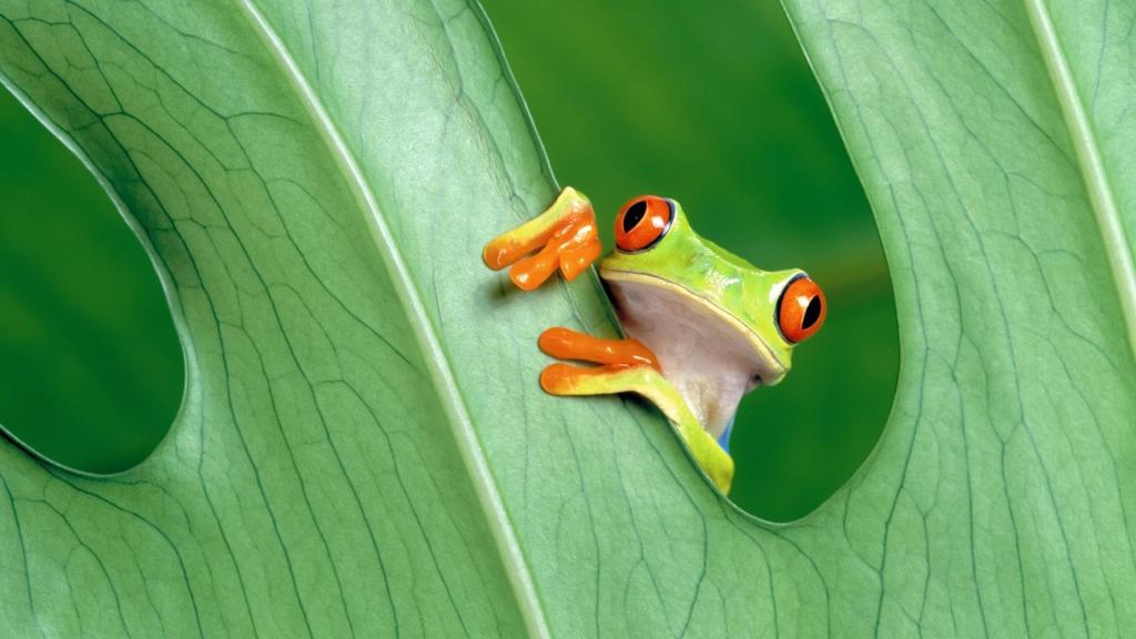 在绿色叶子后的红眼睛的青蛙