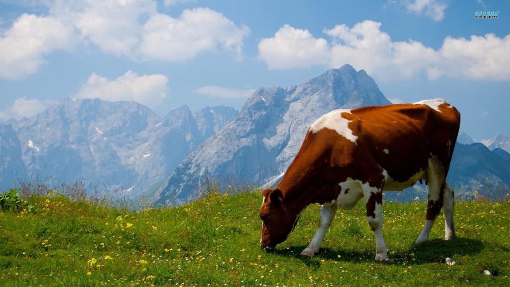 母牛在高山领域
