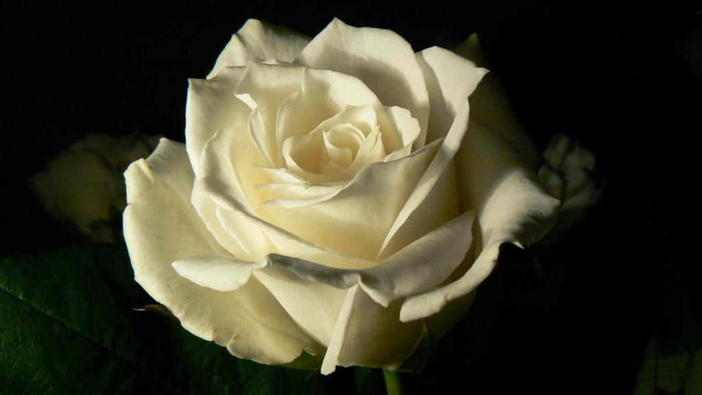 在黑色背景上的白玫瑰