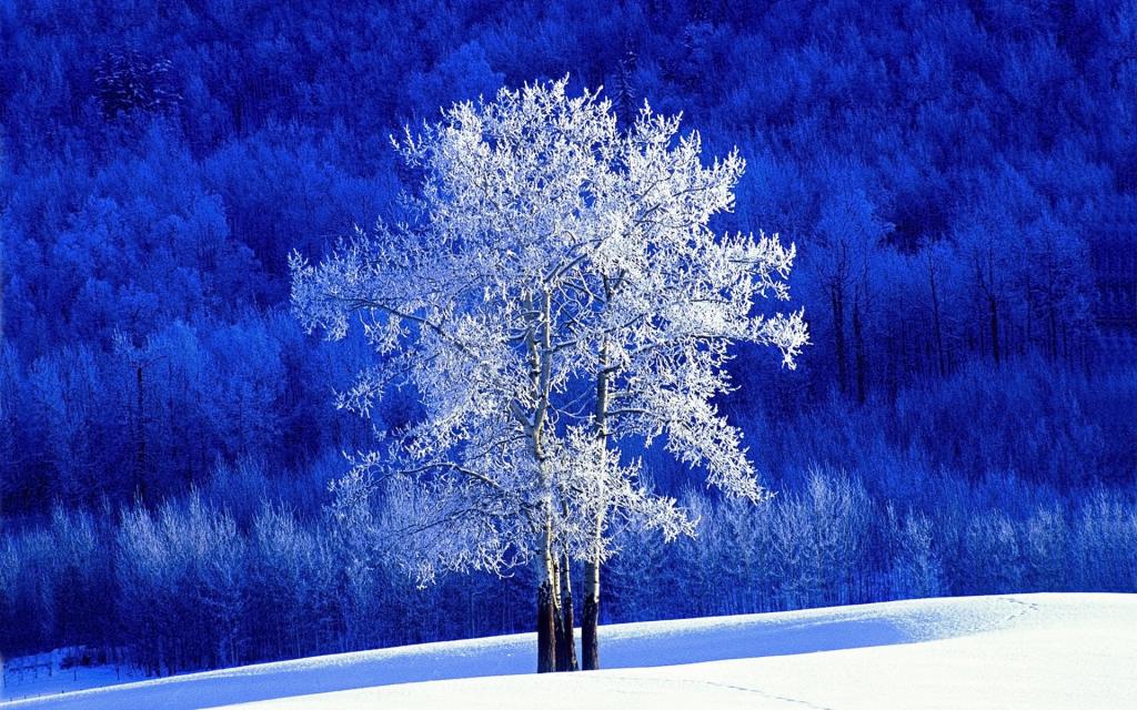 霜覆盖的树