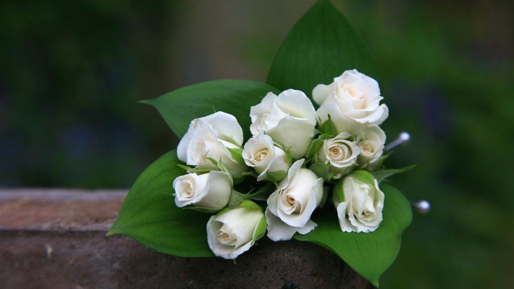 在一束作为3月8日妇女礼物的白玫瑰