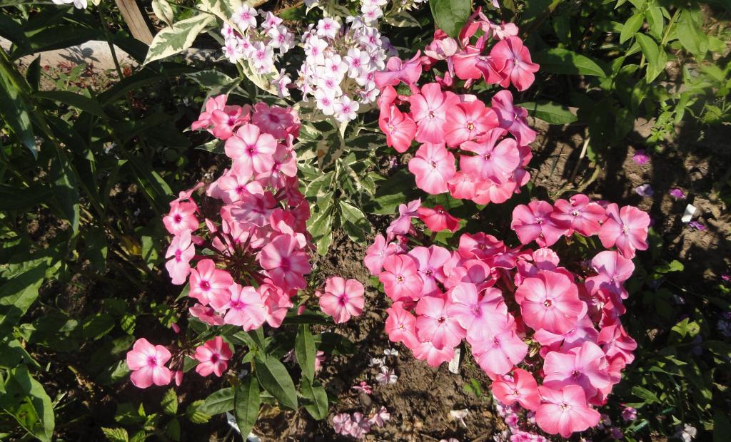 粉红色的花园里开花的福禄考特写