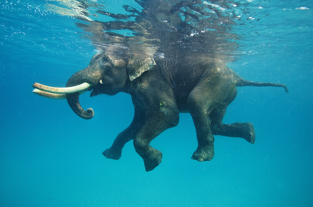 漂浮在水中的大象的照片