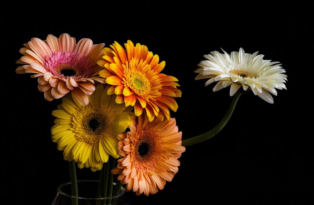 多彩多姿的非洲菊在玻璃花瓶中的花束
