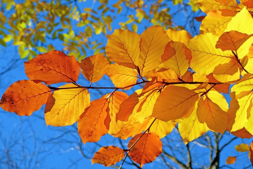 在蓝色秋天的天空下黄色的树枝
