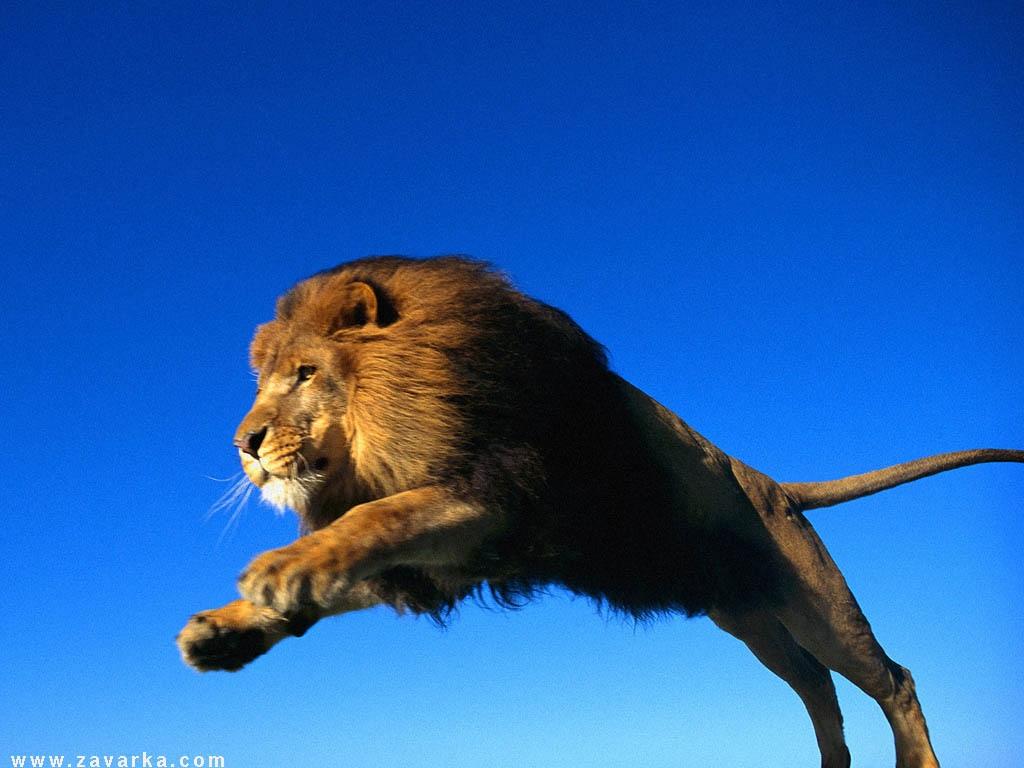 狮子在一个飞跃