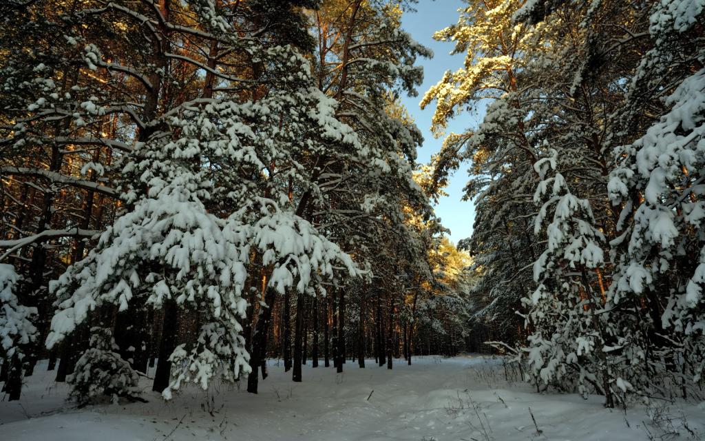 雪，树，景观
