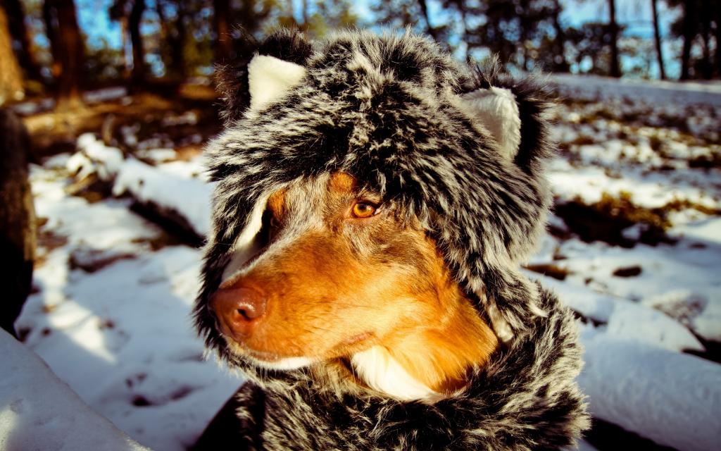 狗在冬天的衣服
