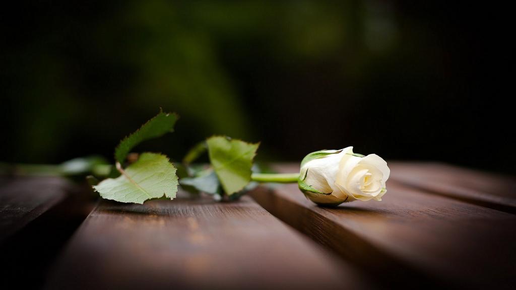 美丽的白玫瑰在长凳上