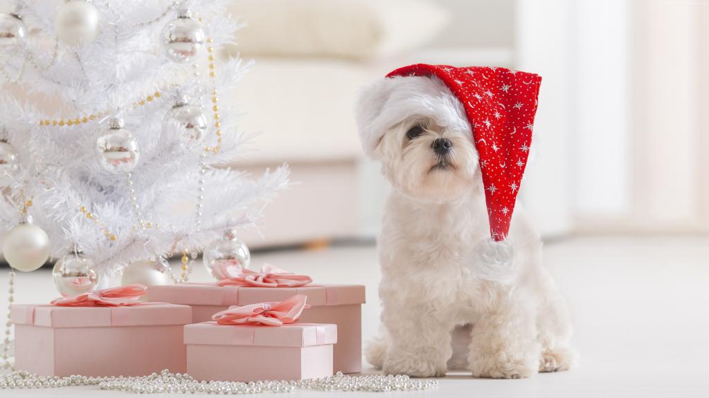 白色的小狗，圣诞老人的帽子下圣诞树与礼物，新的一年的象征2018年