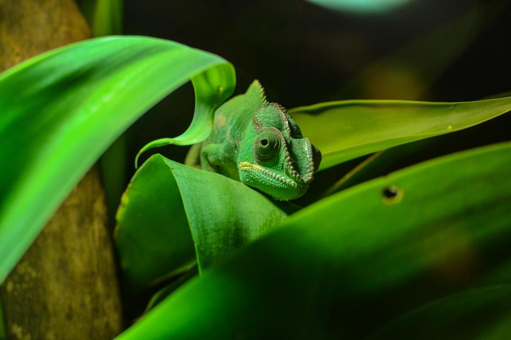 绿色的变色蜥蜴藏在绿色的树叶