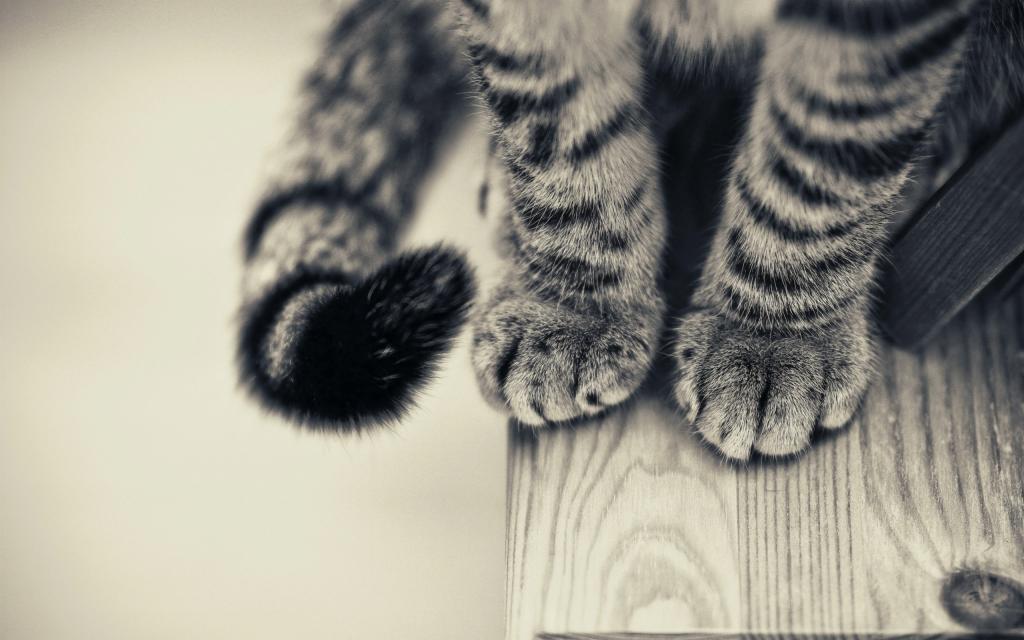 猫的脚