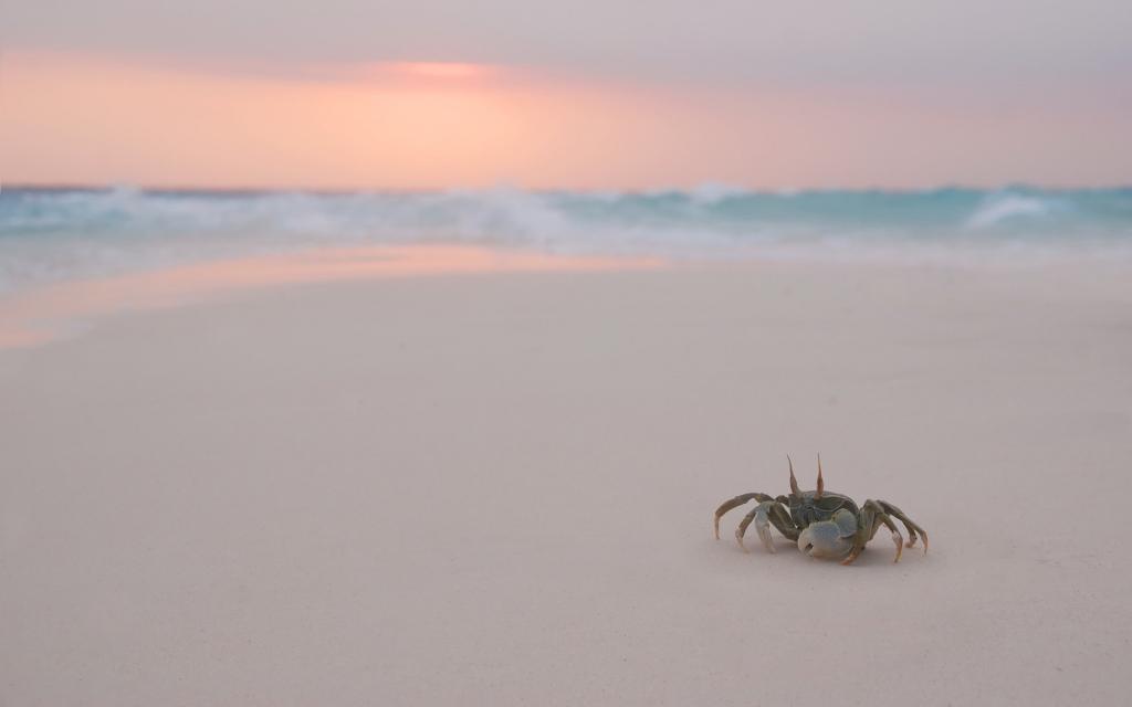 螃蟹在白色的沙滩上