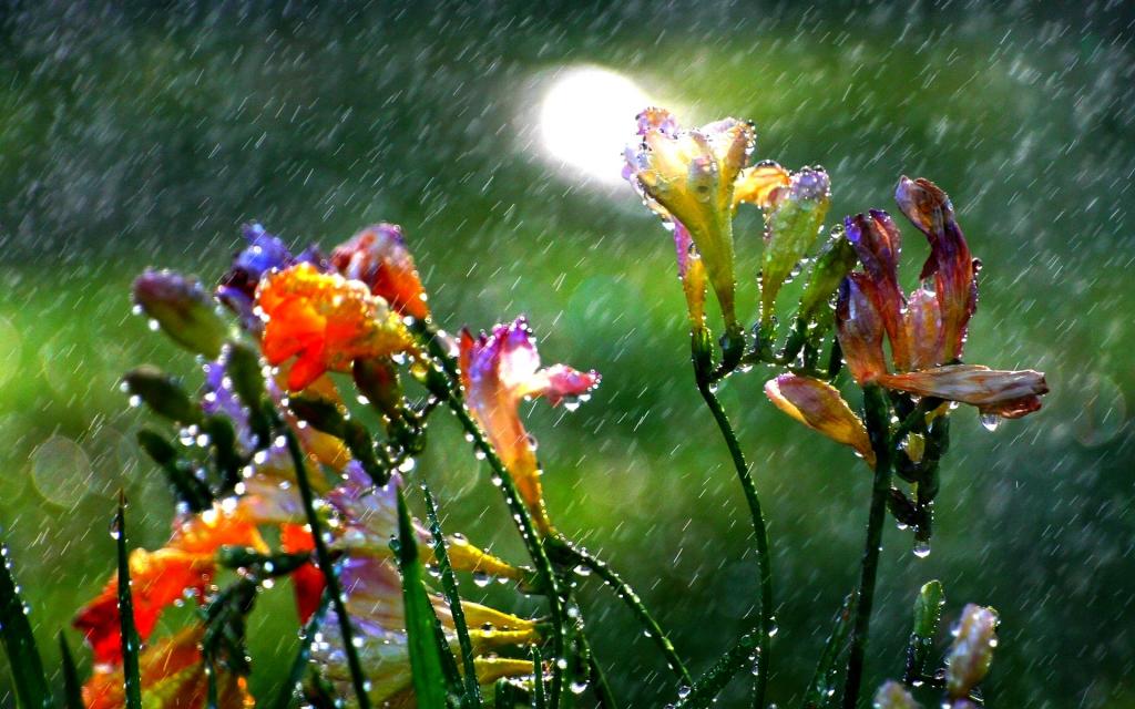 在夏天的雨下的花
