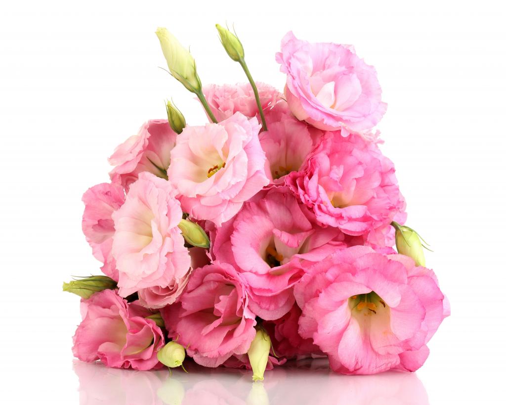 由洋桔梗在白色背景上的粉红色花朵的美丽花束
