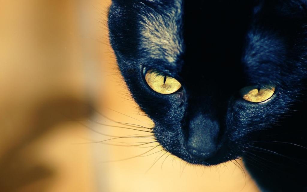 一只年轻的黑猫黄眼睛