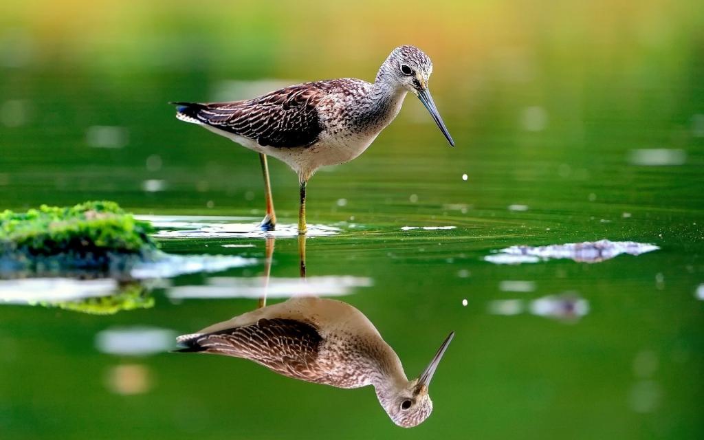 这只鸟反映在绿水中