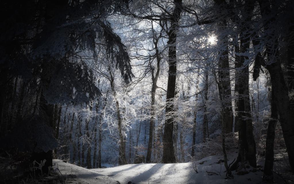 太阳光线在多雪的森林里