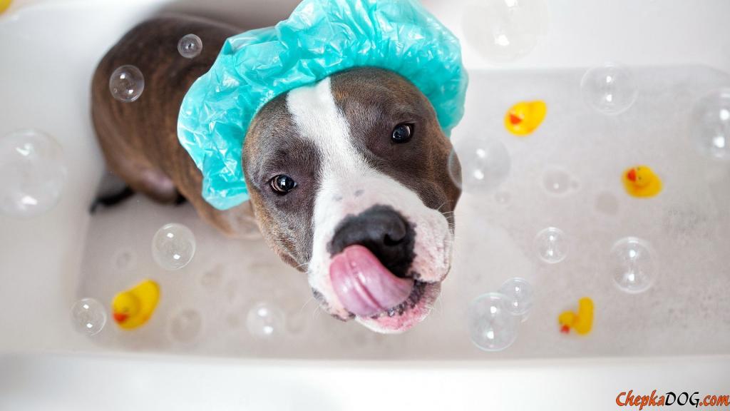 美国斯塔福郡梗犬正在洗澡