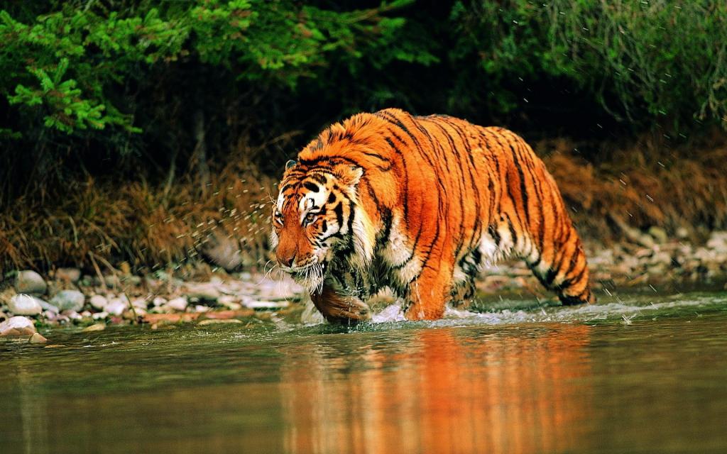 一只明亮的老虎沿着河流奔跑