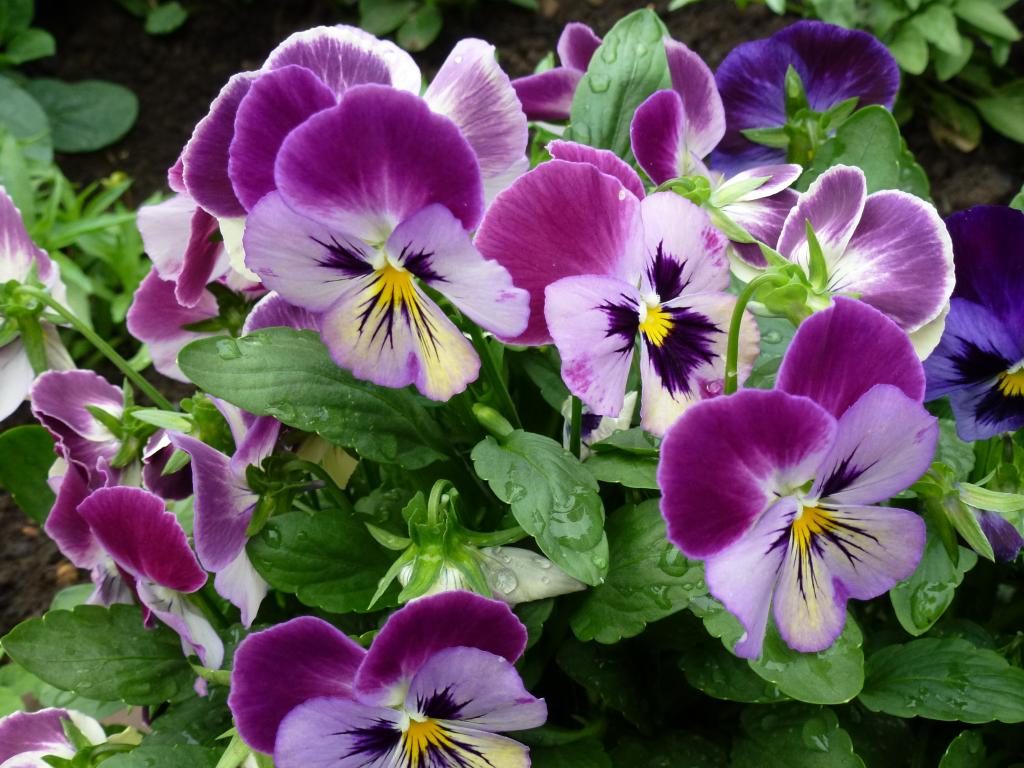 三色紫罗兰花在结算中开了花
