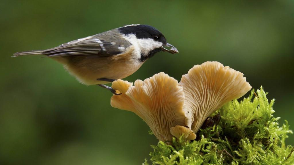 小山雀坐在蘑菇上