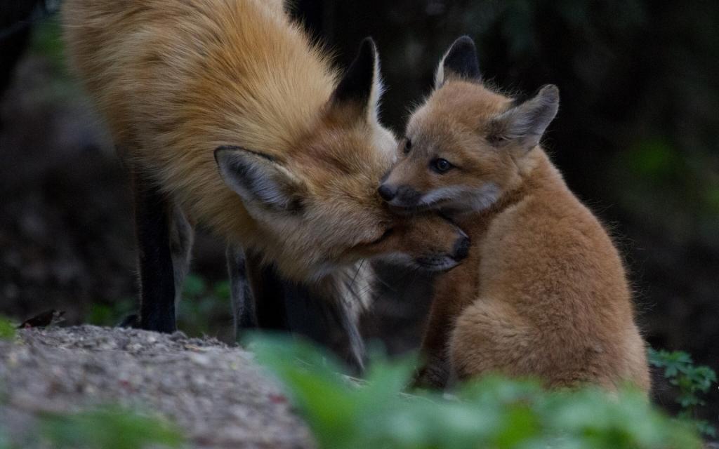 狐狸在乎他的宝贝