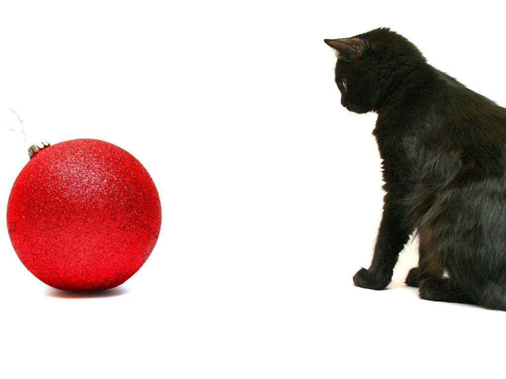 黑猫和红色的球