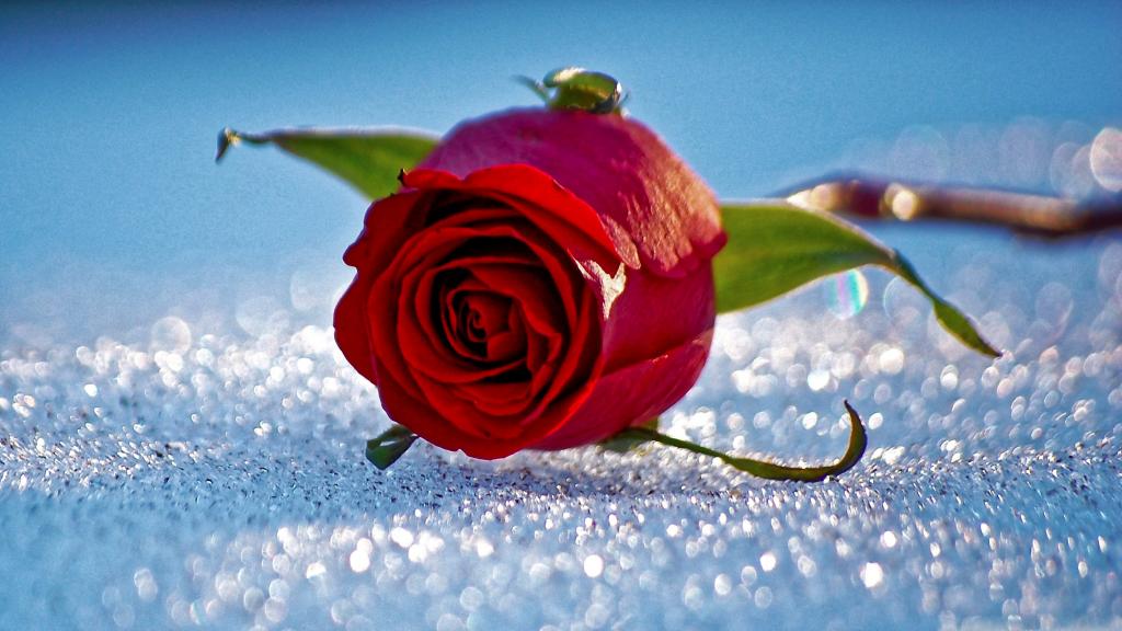 一朵红玫瑰躺在雪的豌豆上