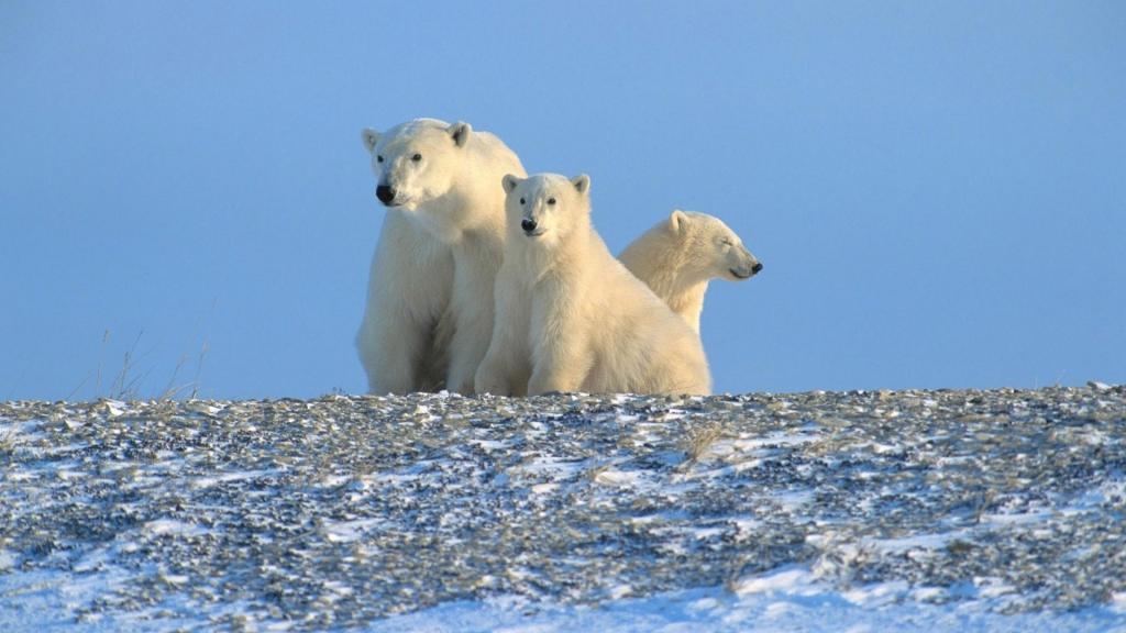 北极圈的三只北极熊