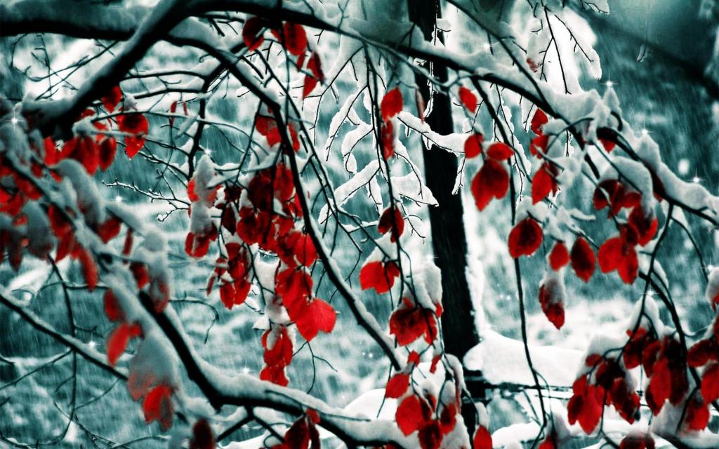 红叶在雪地上