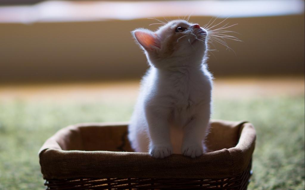 在篮子里的白色小猫