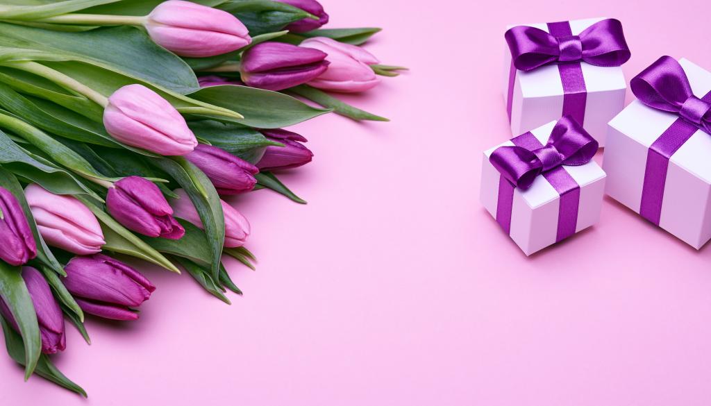 紫色郁金香花束与在桃红色背景的礼物的