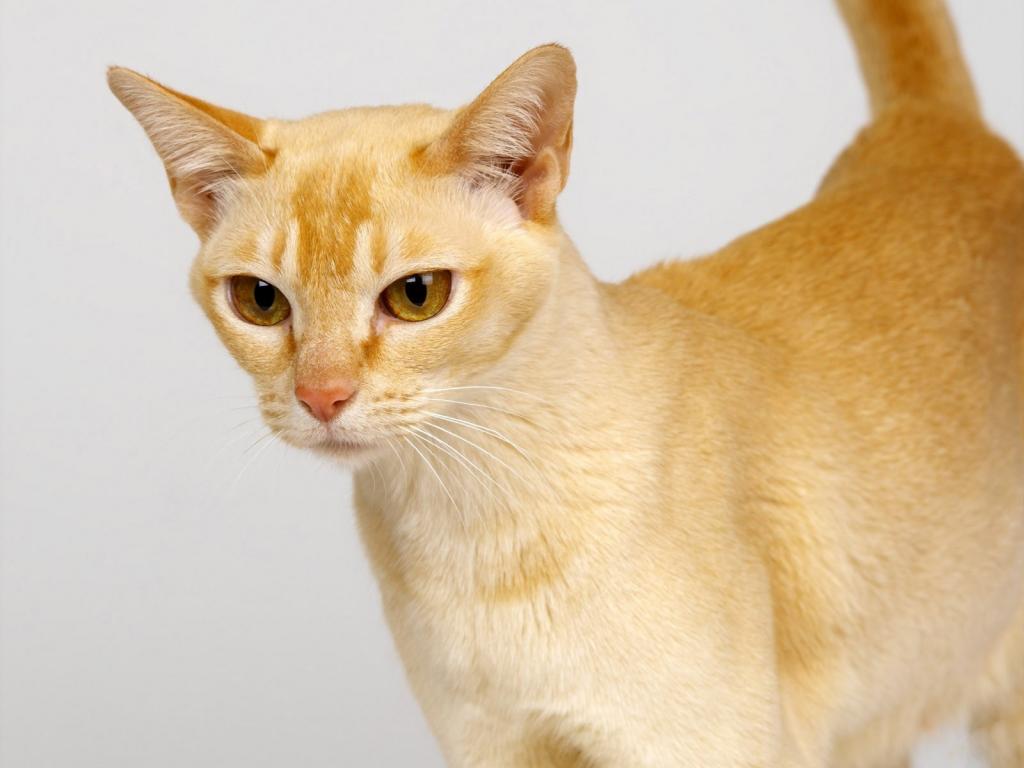 一只锡兰猫的富有表现力的眼睛