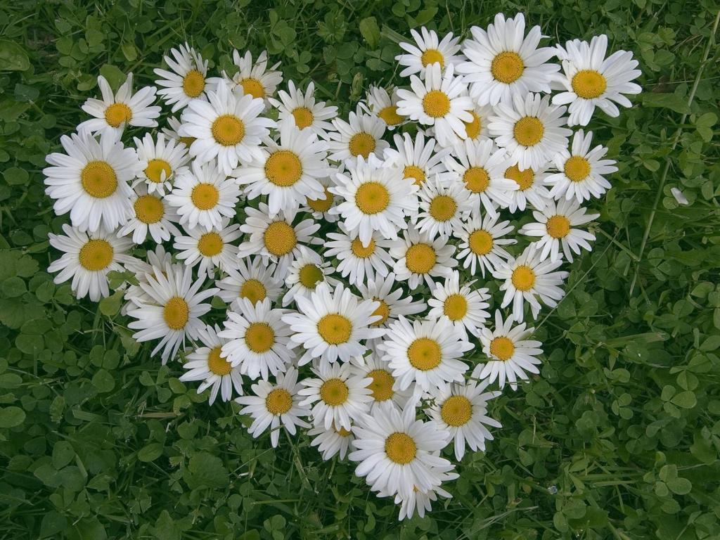 花白色雏菊的心