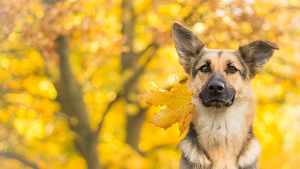 德国牧羊犬与黄色的秋天叶在牙齿上
