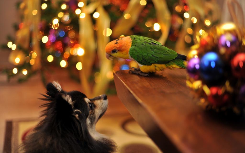 一只狗和一只鹦鹉迎接圣诞节