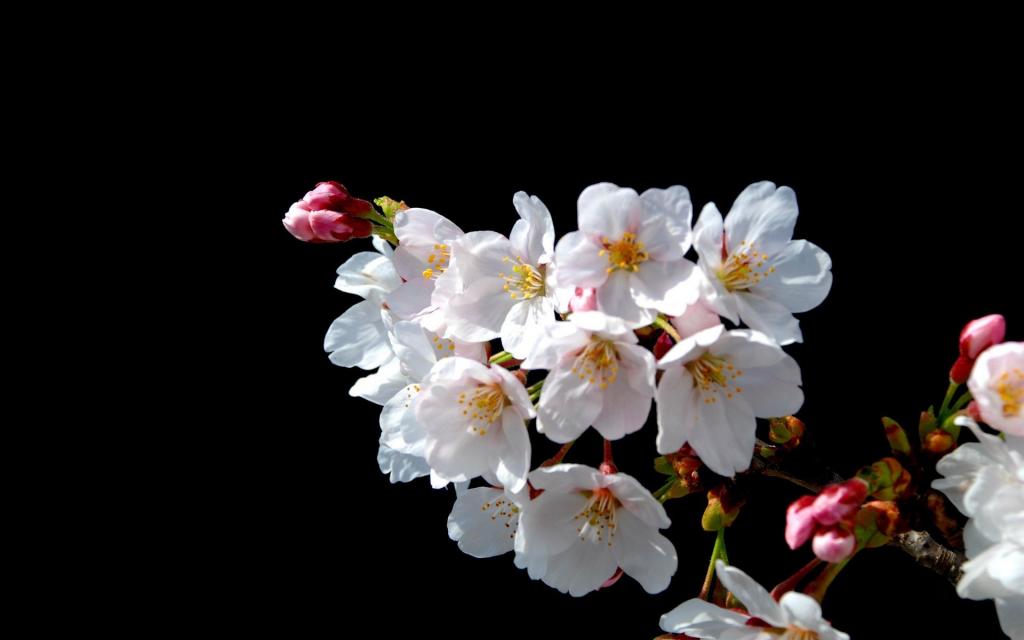 日本樱桃花在黑色背景上